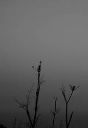 Balpehor : A gray and Twisted Landscape in the Mind